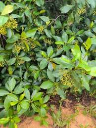 Image result for Rhizophora racemosa