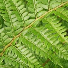 Image result for Polystichum