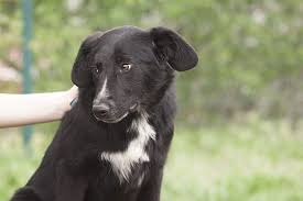 Zu der kategorie kroatischer schäferhund mix nassfutter wurden 1 bewertungen & erfahrungen abgegeben. Gregory Streunergluck E V