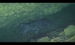 Image result for Coelachne africana