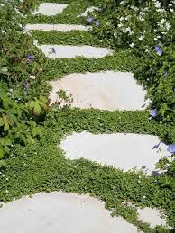 plantes couvre sol top 10 des especes incontournables plantes couvre sol couvre sol jardin japonais