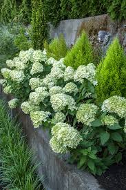 Hydrangea Companion Plants Shrubs In 2020 Hortensien Landschaftsbau Hortensien Garten Hortensienpflanze