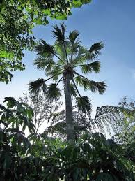 We did not find results for: Bismarckia Nobilis Palmpedia Palm Grower S Guide
