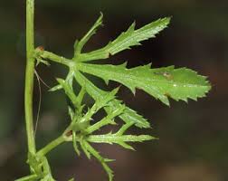 Image result for Ipomoea coptica