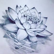 Black And White Lily Tattoo Men Pin By Brittney Jackson On Tattoo Lotus Flower Tattoo Flower Tattoo Designs Lotus Drawing