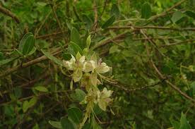 Image result for Cadaba