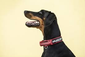 The easiest and fastest way to measure your dog's neck size is to use a cloth measuring tape. How To Measure Fit A Dog Collar Julius K9 Uk