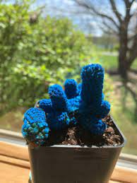 Getting water out of cactus doesn't work. I Need Help My Gem Of The Dessert Cacti May Be Dying