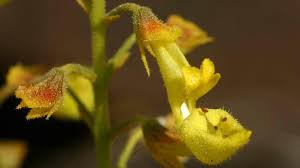 Image result for Plectranthus chimanimanensis