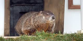 Groundhog Day Prediction: What Does The Groundhog Day Predict? | Marca