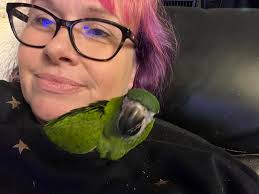 Lost Blue & Gold Macaw in Union College Area In Schenectady New York. His  name is Skittlez. Hes 16 1/2 months old. He is about a 1 1/2 foot tall. He  very