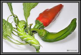 If you know, you know. Chile Peppers