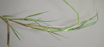 Image result for Cynodon aethiopicus