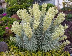 Euphorbia Silver Swan Doing Its Thing In My Front Garden Plantsmanagementaustralia Euphorbia Silverswan Fo Euphorbia Hello Hello Plants Flower Spike