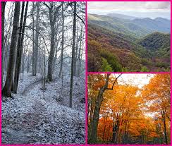 Many forest understory species are also unable to cross deforested areas; Temperate Deciduous Forest Mission Biomes