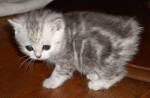 kittens manx for sale in Virginia Classifieds & Buy and ...