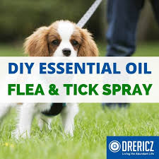 Homemade Tick Repellent For Dogs With Essential Oils Natural Living Family With Dr Z Mama Z Recipe Essential Oils For Fleas Essential Oils Dogs Tick Repellent For Dogs