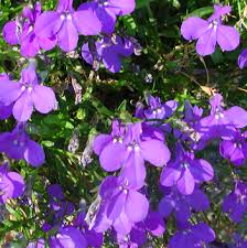 Image result for lobelia