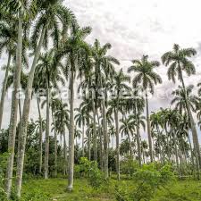 Image result for Roystonea regia