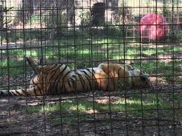 Find hotels near big cat rescue, the united states online. Big Cat Rescue Picture Of Big Cat Rescue Tampa Tripadvisor
