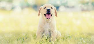 In hebrew, it means 'gives joy, my father rejoices'. Female Dog Names Awesome Ideas For Gorgeous Girls