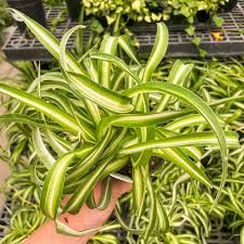 Image result for Chlorophytum burundiense