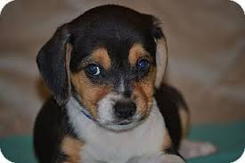 Information on adopting a beagle from local animal shelters and beagle lovers. Bedminster Nj Beagle Shih Tzu Mix Meet Darius A Puppy For Adoption Puppy Adoption Pet Adoption Shih Tzu