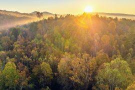 Image result for Arisaema mildbraedii