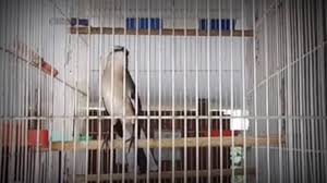 Jangan lupa subscribe like share. Burung Kapasan Kemiri Gacor Youtube