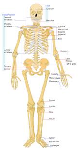 The lower back is really composed of three areas of the body: Skeletal System Wikiversity