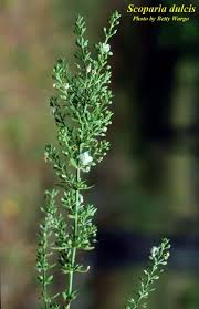 Image result for Scoparia