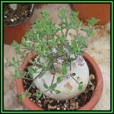 Image result for Raphionacme hirsuta