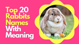 Cute Female Rabbit Names Aulad Org