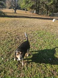 Flash is almost six yrs old. Fully vetted , Hw neg. He is available for  adoption. Good with children elementary age and up. He does not like to be  crated but he