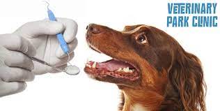 Over the years, working in partnerships with veterinarians, she has grown doggie dental az into a thriving business with appointments in multiple clinics. Dental Scaling At Veterinary Park Clinic Cobone Offers