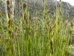 Image result for Rhynchospora