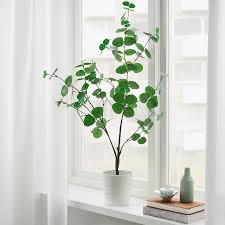 Fejka Artificial Potted Plant Indoor Outdoor Eucalyptus 4 Ikea Artificial Potted Plants Indoor Plants Ikea Plants