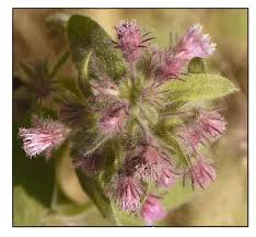 Image result for Blumea axillaris