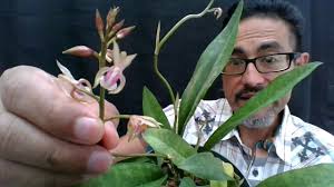 Image result for Oeceoclades