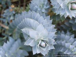 Image result for Euphorbia persistentifolia