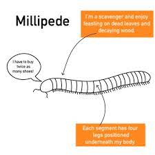 To find additional images, you can use our. Centipede Or Millipede What S The Difference Carnegie Museum Of Natural History