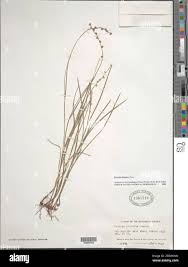 Image result for Scleria distans