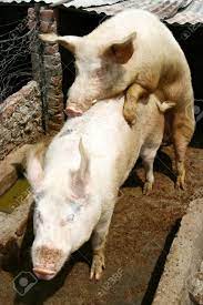 豚の豚舎で交尾の写真素材・画像素材 Image 1423931