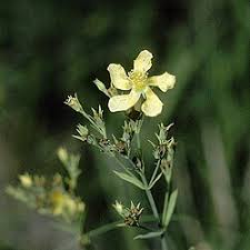 Image result for Hypericum scioanum