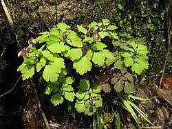 Image result for Isopyrum nipponicum