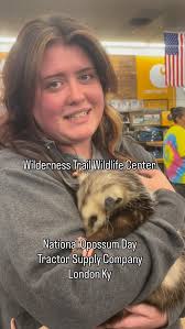 Love is in the air ❤️ 💨. Say hello to our two Sugar Gliders, Lilo & Nikko!  They are both 3 years old and hadn't been with another Sugar Glider and they