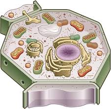 Maybe you would like to learn more about one of these? Plant Cell Lesson Plan Cell Lesson Plans Plant Cell Lesson Cells Lesson
