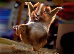 Screen Wallpapers Hd Wallpapers High Quality Wallpapers Funny Animals Animals Cute Animals With Funny Captions