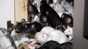 Möbilierte wohnung, frei ab sofort alle möbel bleiben in der wohnung! Mann Lebte Mit 300 Ratten In Einer Wohnung Stern De