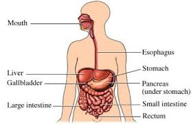 These general diagrams show the digestive system, with the major human anatomical structures labeled (mouth, tongue, oral cavity, teeth, buccal glands, throat, pharynx, oesophagus, stomach, small intestine, large intestine, liver, gall bladder and pancreas). Diagram Of The Digestive System Digestive System Of Humans